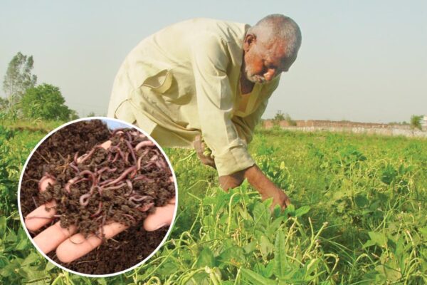 Vermicompost : बढ़ाए खेती की पैदावार