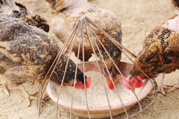 Chicken Feed : मुरगी के आहार में जरूरी पोषक तत्त्व