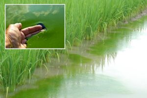 Blue-Green Algae