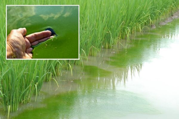 Blue-Green Algae : धान की खेती में कैसे करें इस्तेमाल