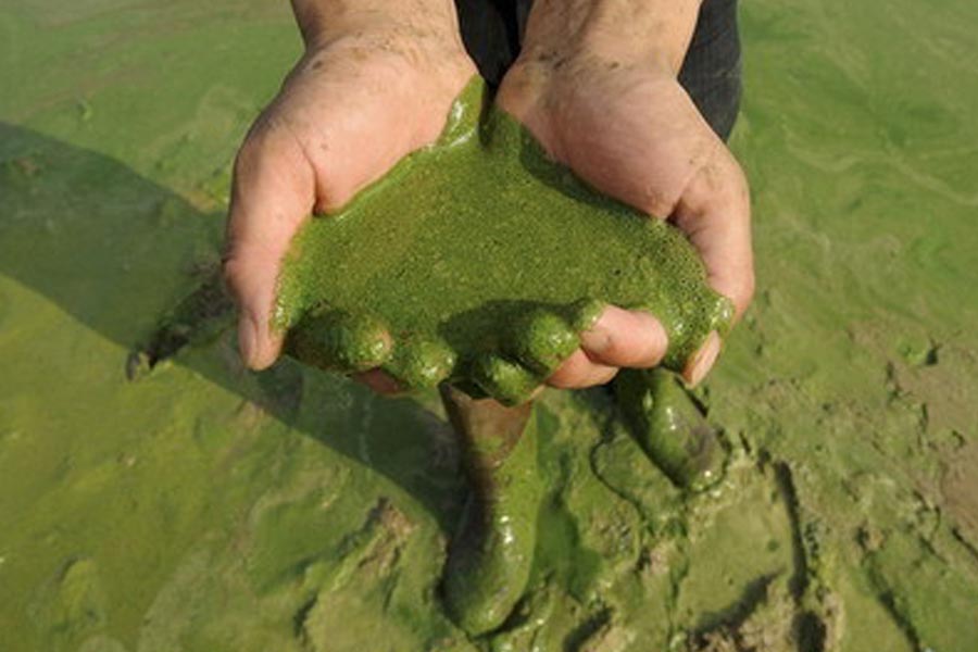 Blue-Green Algae :  धान उत्पादकों को कर दे मालामाल
