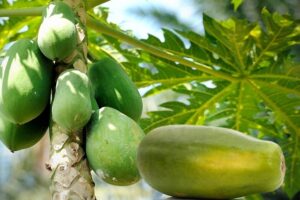 Papaya : उन्नत नस्ल अच्छा मुनाफा
