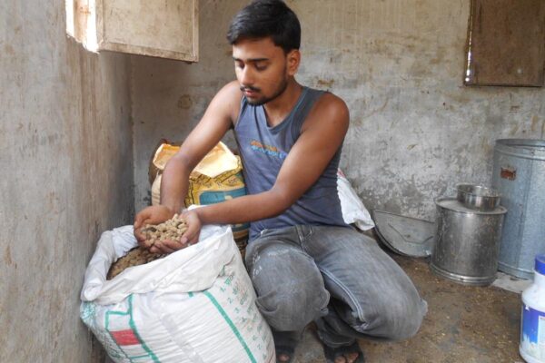 Animal Nutrition : इस तरह बनाएं पशुओं का पौष्टिक आहार