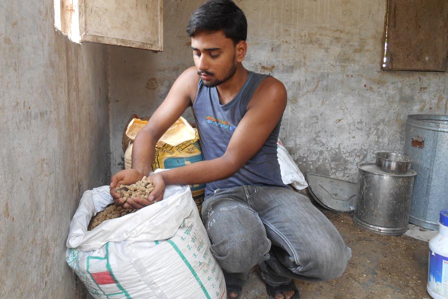 Animal Nutrition : इस तरह बनाएं पशुओं का पौष्टिक आहार