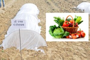 Plastic Low Tunnel Technique से उगाएं बेमौसम सब्जियां