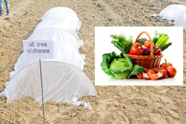 Plastic Low Tunnel Technique से उगाएं बेमौसम सब्जियां