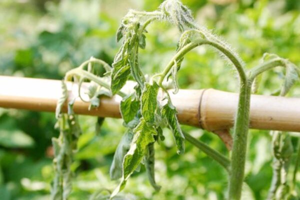 Plant Nursery : नर्सरी का खतरनाक रोग- कमरतोड़