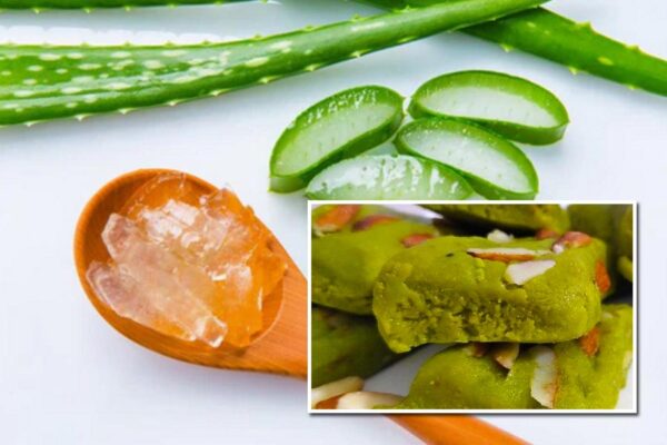 Aloe Vera Barfi : अब एलोवेरा से बनेगी स्वाद और सेहत से भरपूर बर्फी