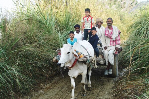 Livestock : टिकाऊ खेती में पशुधन की अहमियत