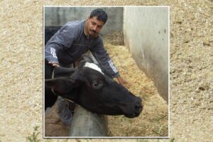 Livestock Farmers : यूरिया उपचारित भूसा क्यों है फायदेमंद?