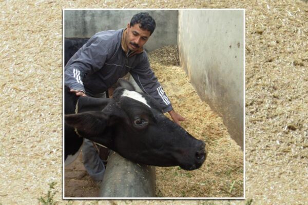 Livestock Farmers : यूरिया उपचारित भूसा क्यों है फायदेमंद?