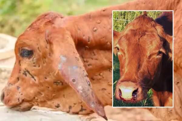  Animal diseases : जीवाणुओं से फैलती पशुओं में एंथ्रेक्स की बीमारी