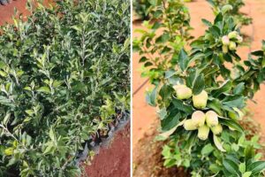 Apple Cultivation : गरम इलाकों में सेब की खेती को बनाया मुमकिन