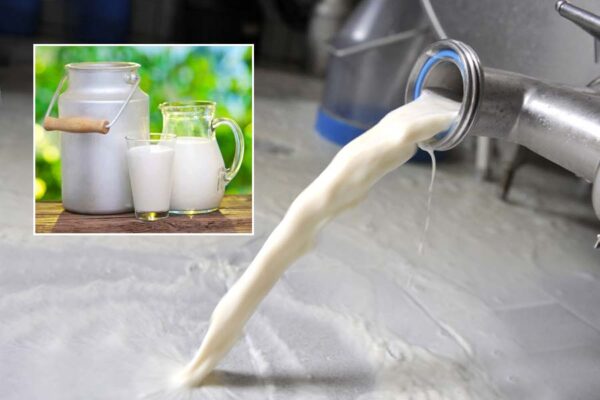 Animal free Dairy Products : गाय के बिना फैक्टरी में बन रहा दूध