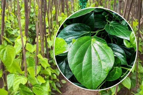 Betel Leaf Farming : कैसे करें पान की खेती से अधिक कमाई