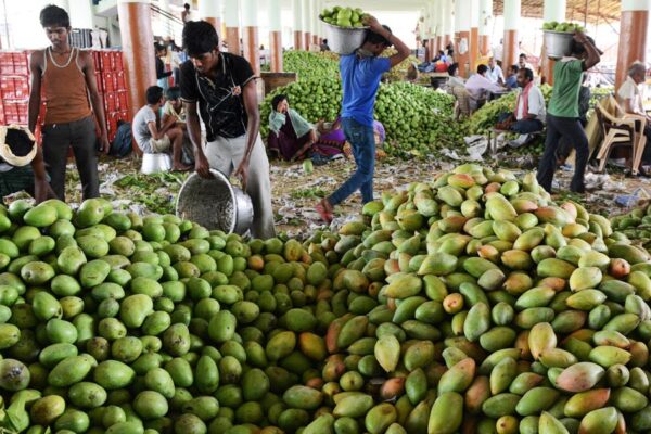 Mango Fruit : आम राजा का डोलता सिंहासन