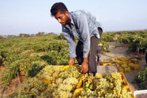  Grape Farming : अंगूर अब नहीं होंगे खट्टे