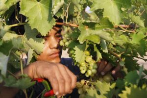 Grapes Farming : अंगूर की खास किस्में और कब करें अंगूर की तुड़ाई