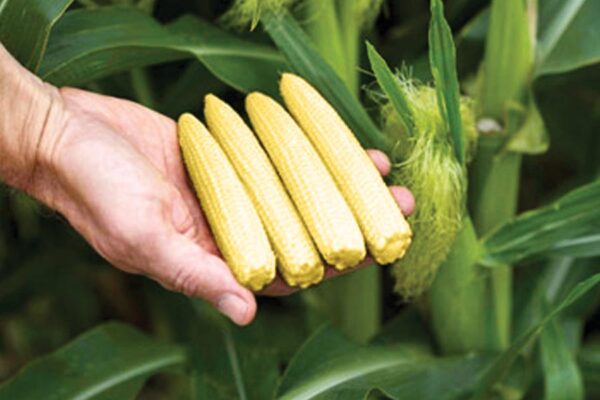 Baby Corn : खेतों से उपजता रोजगार