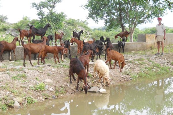 Goat Farming : बागबानी के साथ करें बकरी पालन