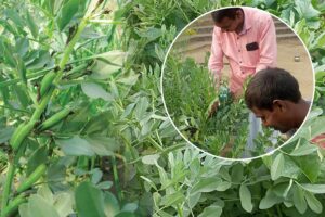 Pulse Crop : बाकला – बड़े काम की फसल