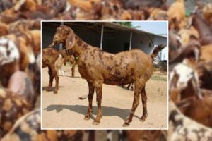 Goat farming business: बकरियों में खास है सिरोही नस्ल