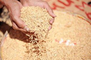 Basmati Paddy Seed : बासमती धान बीज करें कल्याण