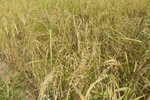 Basmati Paddy : कमाई की खुशबूदार फसल बासमती धान