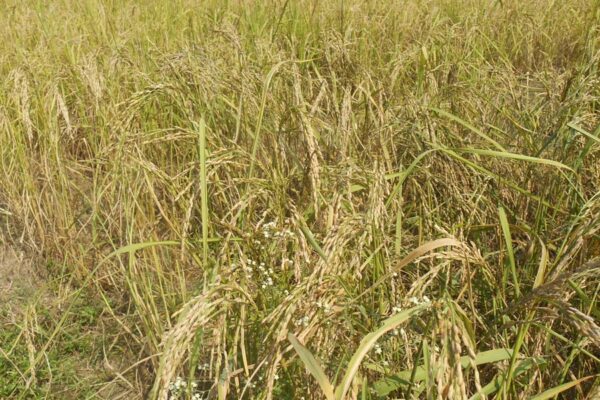 Basmati Paddy : कमाई की खुशबूदार फसल बासमती धान