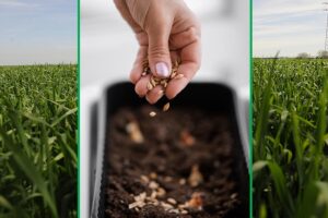 Seed Treatment: बीज उपचार से अच्छी उपज