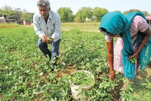 Vegetable Farming : भिंडी की पाएं बेहतरीन फसल