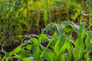 Crop Advisory: भारी बारिश और तेज हवाओं के बीच रखें फसलों का ध्यान