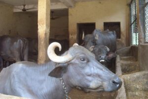 Scheme 2026 :  5 पशुओं से शुरू करें डेयरी फार्मिंग