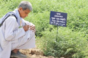 Chickpea Farming : चने से कैसे लें अधिक पैदावार