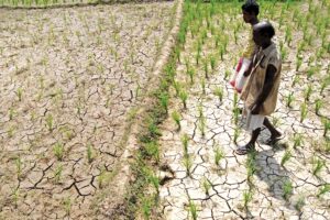 Rice Crops : धान को बचाएं खरपतवारों से