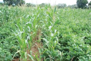Crop rotation : फसल चक्र बनाएं मिलवां फसल उगाएं