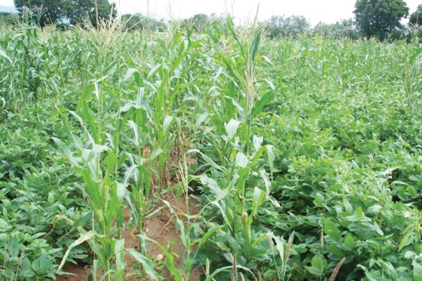 Crop rotation : फसल चक्र बनाएं मिलवां फसल उगाएं
