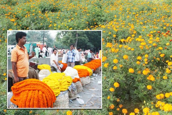 Marigold Farming: गेंदा के फूल की व्यावसायिक खेती