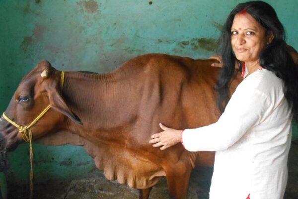 Subsidy : 2 देशी गाय खरीदने पर 80,000 रुपए तक अनुदान पाएं पशुपालक