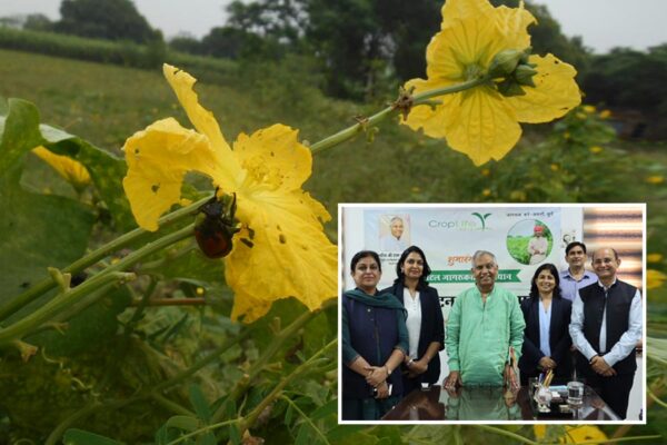 Pesticides : कैसे पहचानें असली और नकली कीटनाशक, जानें
