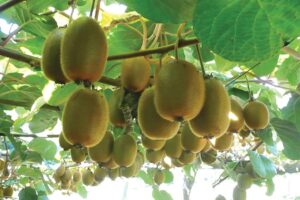 Kiwi Fruit : स्वाद और सेहत का खजाना