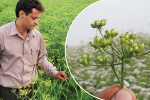 Spice Seeds : कमाई की कुंजी