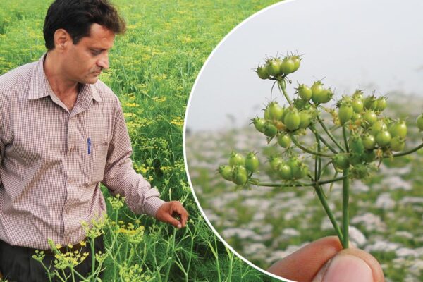 Spice Seeds : कमाई की कुंजी