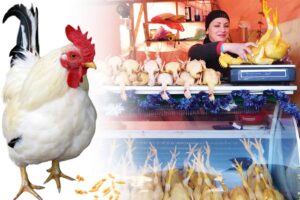 Meat Business : मीट के कारोबार से बढ़ाएं आमदनी