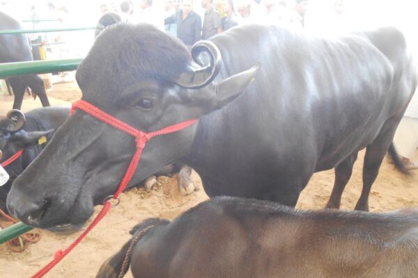 Dairy Business : मुर्रा भैंस खरीदने पर 75 फीसदी तक अनुदान