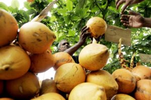 Coconut Cultivation: गन्ने की जगह नारियल की खेती अपना रहे किसान