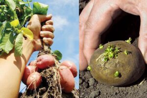 Potato Seeds : पहाड़ों पर तैयार करें आलू बीज