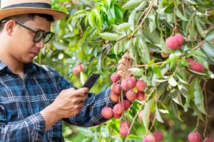Litchi Farming : पथरीले इलाकों में लीची की खेती