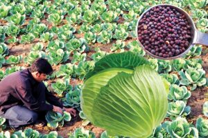 Cabbage Seeds : पत्तागोभी के बीज ज्यादा कमाई की चीज