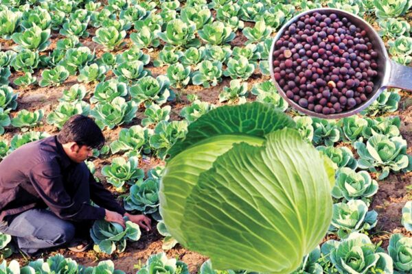 Cabbage Seeds : पत्तागोभी के बीज ज्यादा कमाई की चीज